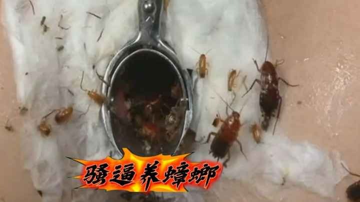 【重口人兽】外国佬真会玩什么东西都往逼里塞，骚逼里养蟑螂